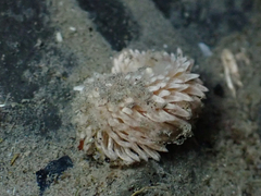 Aeolidia