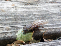 Tabanidae