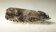 Ofatulena duodecemstriata