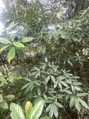 Quercus sessilifolia