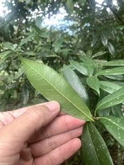 Quercus sessilifolia
