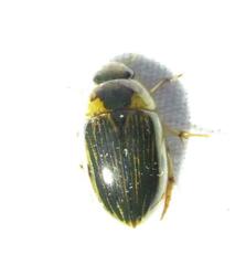 Tropisternus collaris