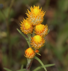 Waitzia acuminata acuminata