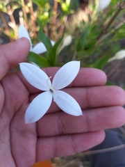 Bouvardia longiflora