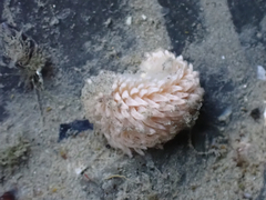 Aeolidia