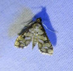 Hileithia magualis