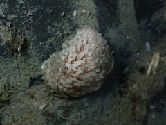 Aeolidia