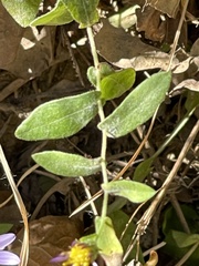 Symphyotrichum laeve