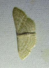 Scopula benitaria