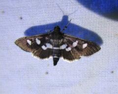Desmia subdivisalis