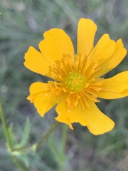 Ranunculus petiolaris