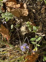 Symphyotrichum laeve