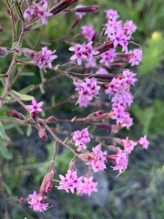 Stevia viscida