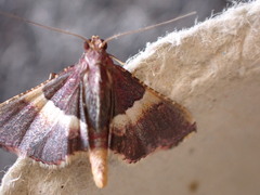 Endotricha mesenterialis