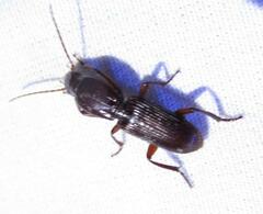 Stenomorphus californicus