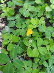 Arachis