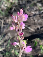 Thyrsanthemum floribundum