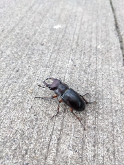Lucanus capreolus