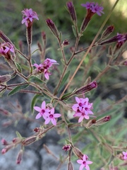 Stevia viscida