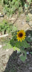 Helianthinae