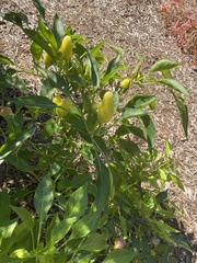 Capsicum annuum conoides