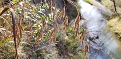 Bromus ciliatus