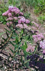Campovassouria cruciata