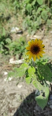 Helianthinae