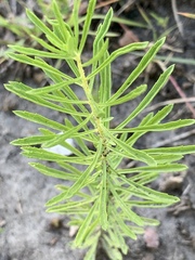 Stevia serrata