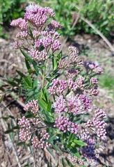 Campovassouria cruciata