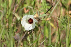 Hibiscus aculeatus