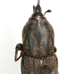 Sphenophorus maidis