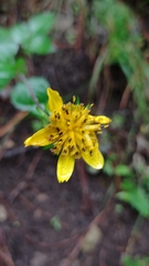 Bidens ostruthioides
