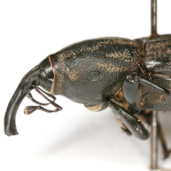 Sphenophorus maidis