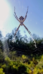 Argiope argentata