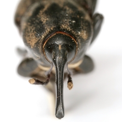 Sphenophorus maidis