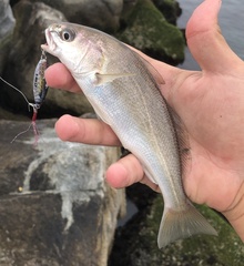 Genyonemus lineatus