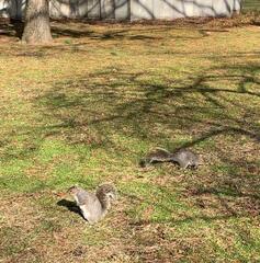 Sciurus carolinensis