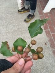 Pyrus
