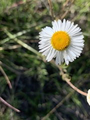 Erigeron longipes