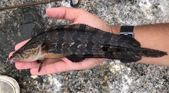 Heterostichus rostratus