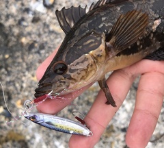 Heterostichus rostratus