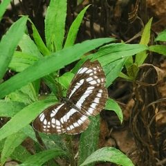 Neptis pryeri