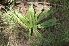 Cirsium horridulum