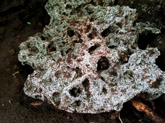 Leucoagaricus gongylophorus