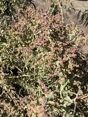 Atriplex lentiformis