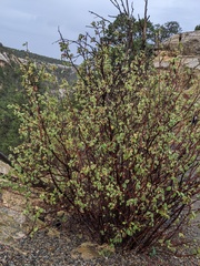 Amelanchier utahensis