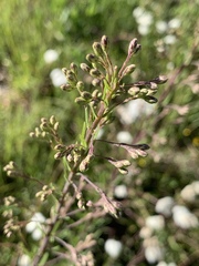 Chromolaena pulchella