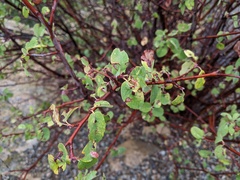 Amelanchier utahensis