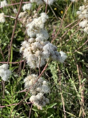 Ageratum corymbosum